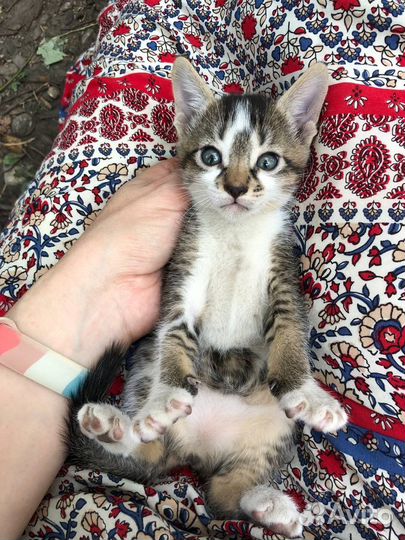 Котята мальчик и девочка в добрые руки