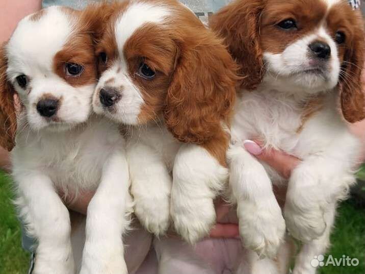 Щенки кавалер кинг чарльз спаниель
