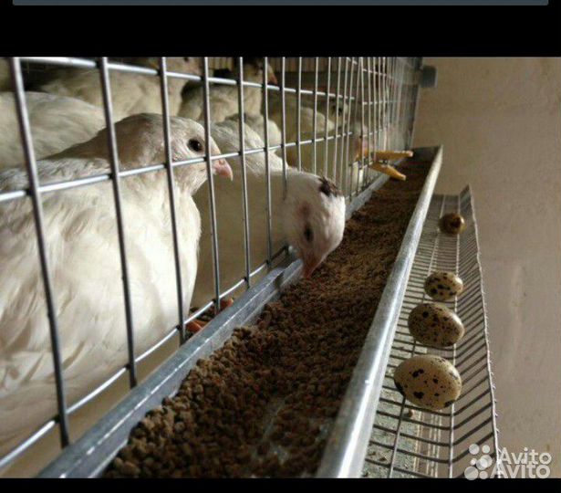 Перепела техасский