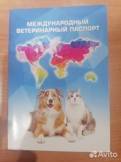 Маленькая собака