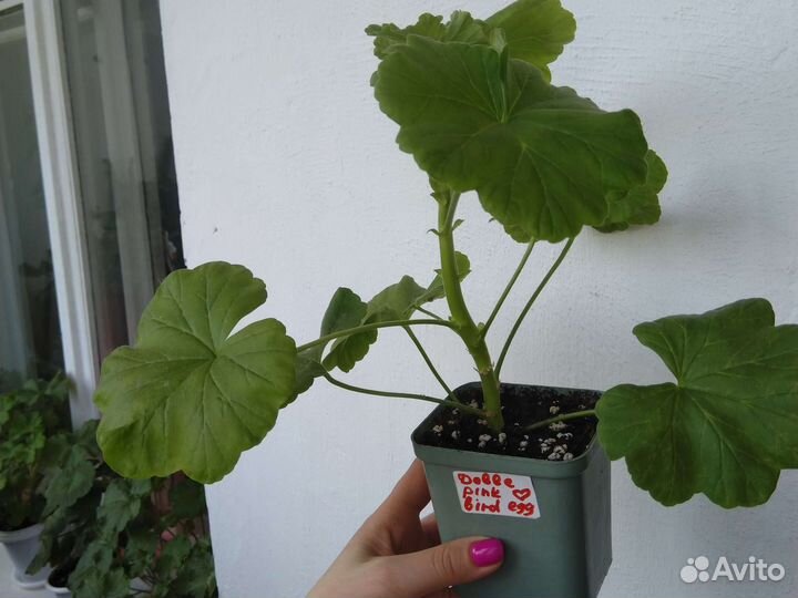 Пеларгония Double Pink Bird's Egg куст