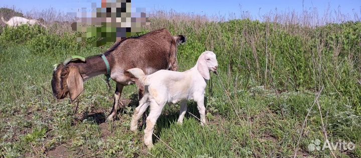 Англо нубийский козлик