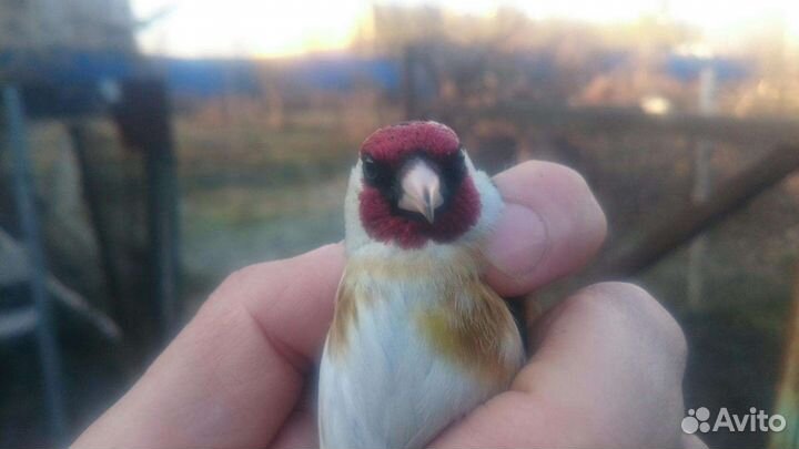 Певчие птицы