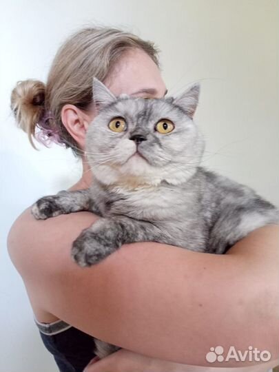 Кошечка серебристая шиншилла в добрые руки