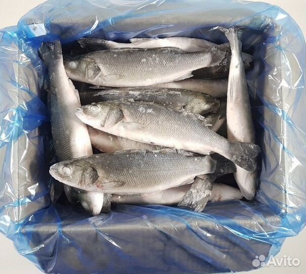 Сибас тушка с головой н/р / 300-400 гр