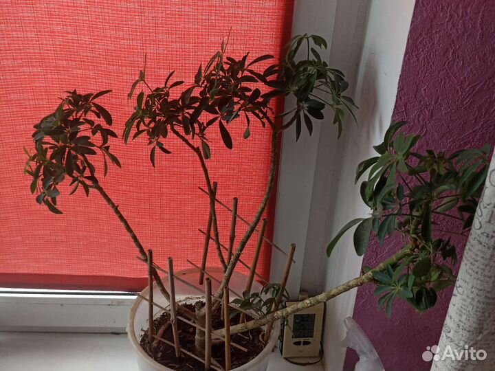 Шефлера и алоэ