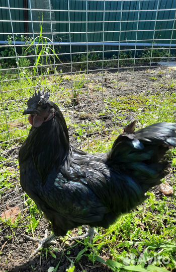 Молодые петухи фавероль и ухейилюй