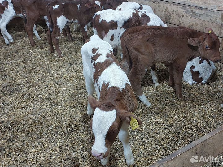 Бычки быки телята