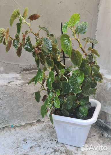 Бегония вечноцветущая