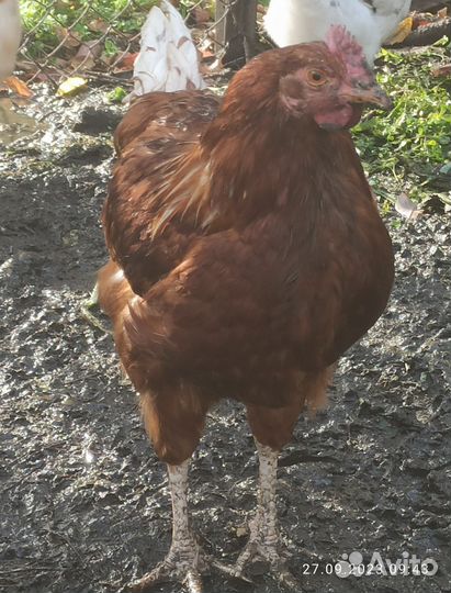 Домашняя птица