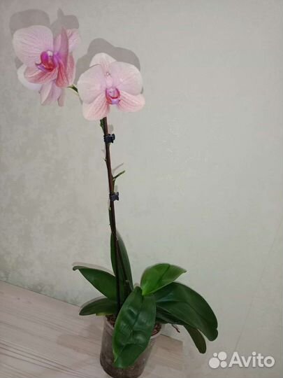 Орхидея Сурф Сонг