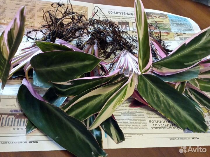 Комнатные цветы алоэ, отросток Строманты