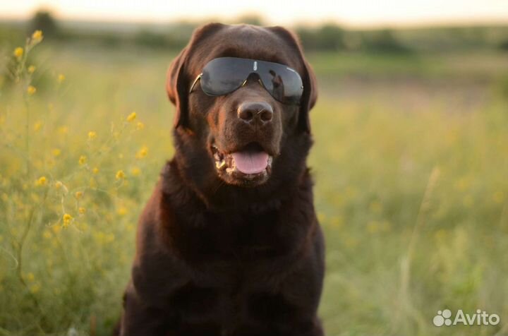 Вязка лабрадор