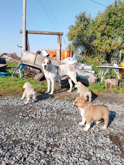 Щенки алабая