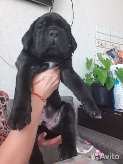 Щенки кане Корсо