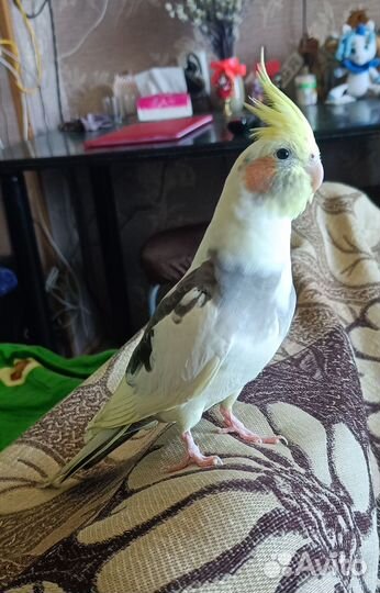 Попугай корелла мальчик