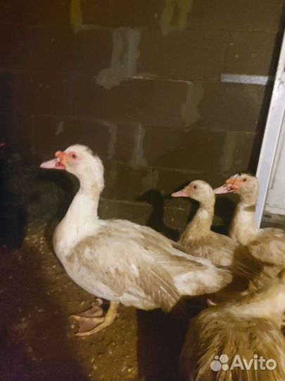 Мускуская утка(индоутка) Франция