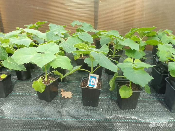 Саженцы павловния