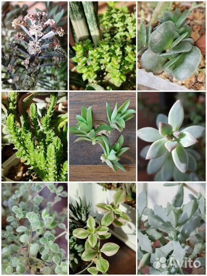 Суккуленты