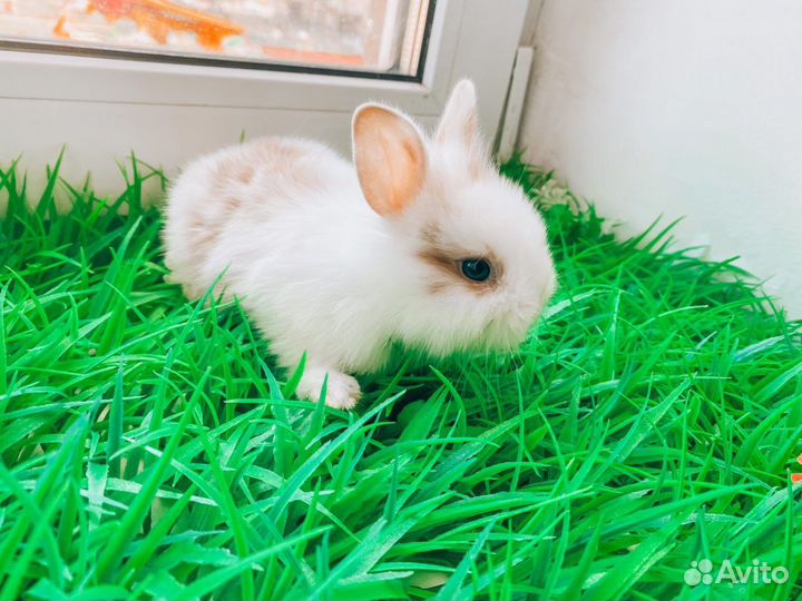 Мини карликовый кролик