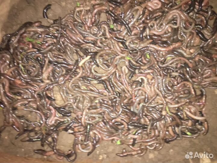 Черви для рыбалки