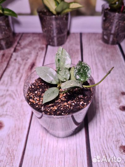 Хойя Кримсон Квин, Триколор, Вайети. Восковой плющ