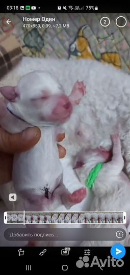 Вязка с мальчиком Бишон Фризе