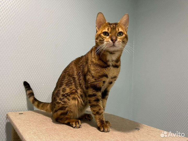 Бенгальский кот