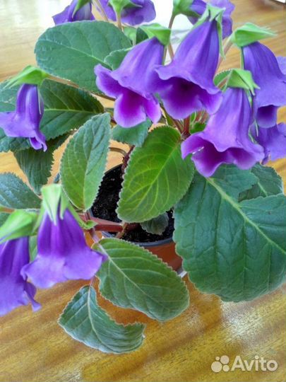 Глоксиния Тидея фиолетовая - молодые растения