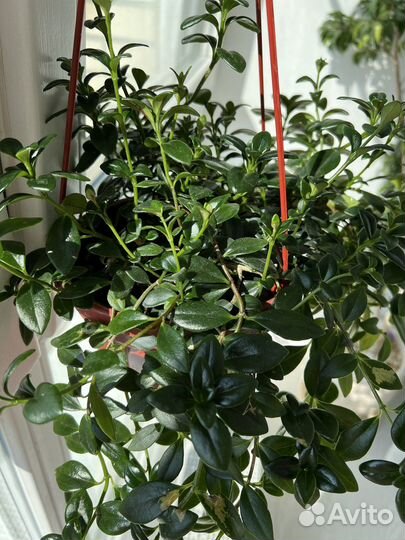 Гипоцирта / немантус