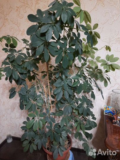 Комнатные цветы шефлера