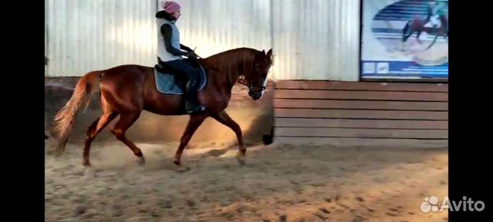 Лошади в аренду