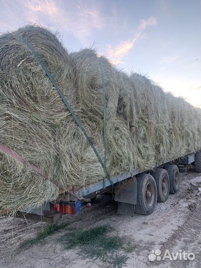 Продам сено в рулонах урожай 2024