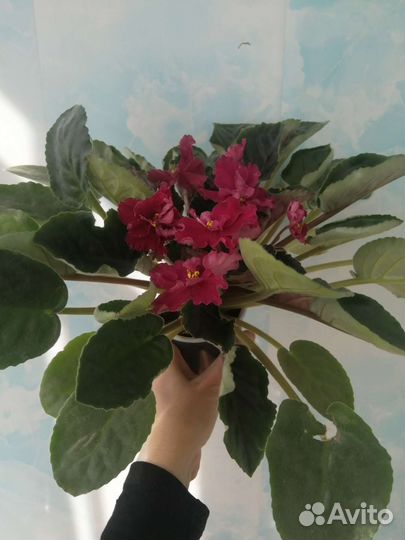 Фиалочка, сорт 