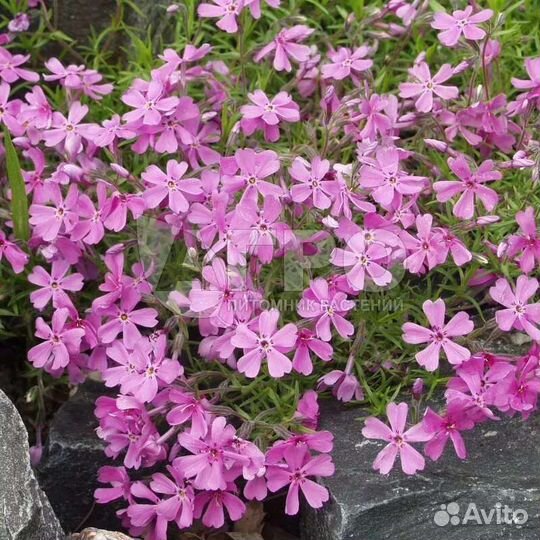 Флокс шиловидный