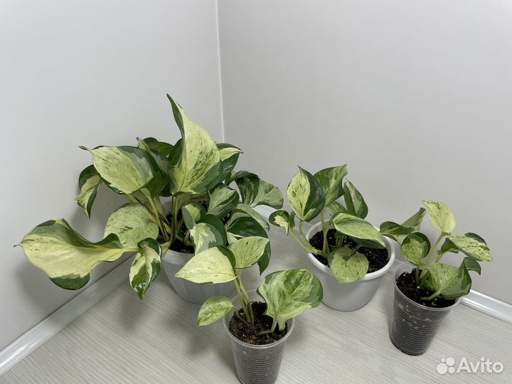 Эпипремнумы и сциндапсусы разных сортов