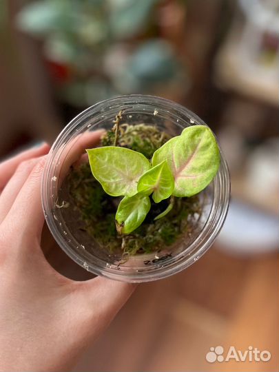 Бегония алоказия каладиум филодендрон