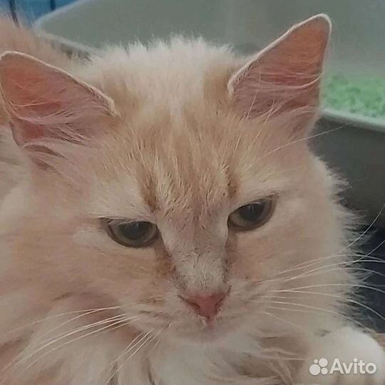 Кошка в дар