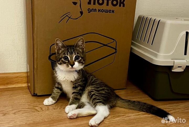 Отдам котенка в добрые руки