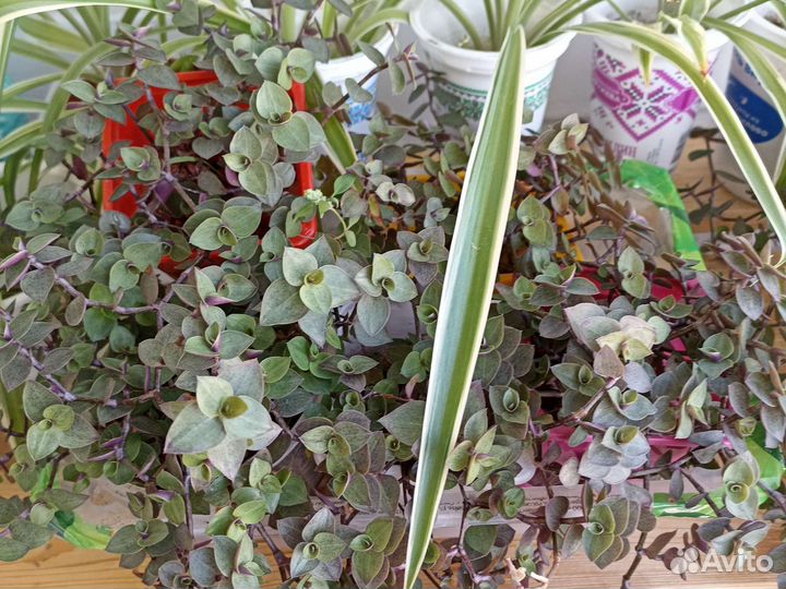 Комнатные растения