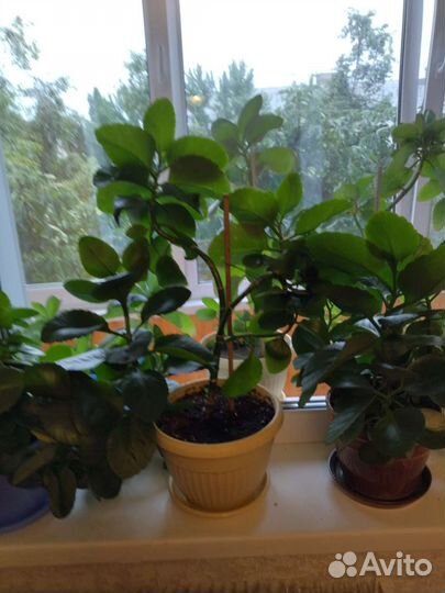 Комнатные цветы Каланхоэ