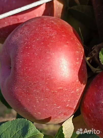 Продажа яблок