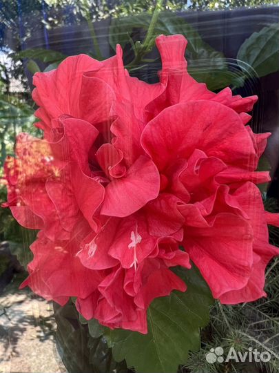 Китайская роза