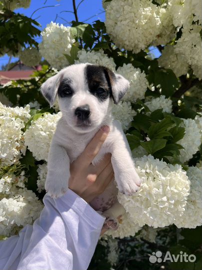 Девочка Джек Рассел терьер с документами