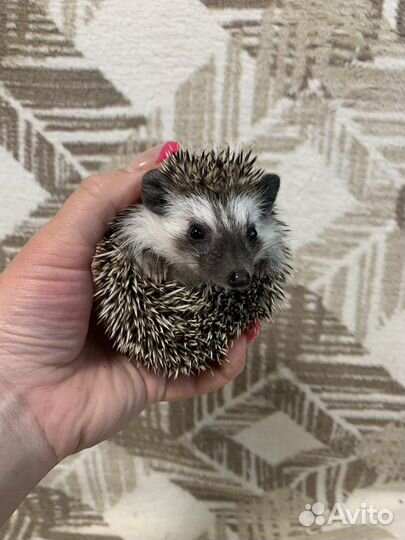 Африканские ёжики, ежи (питомник, малышей много)