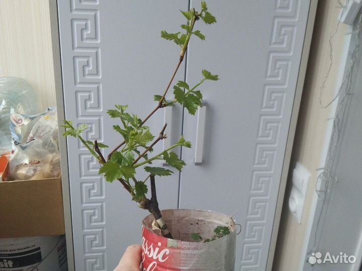 Годовалые саженцы винограда