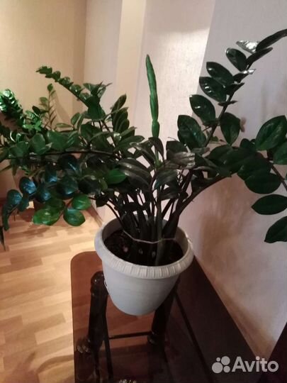 Замиокулькас