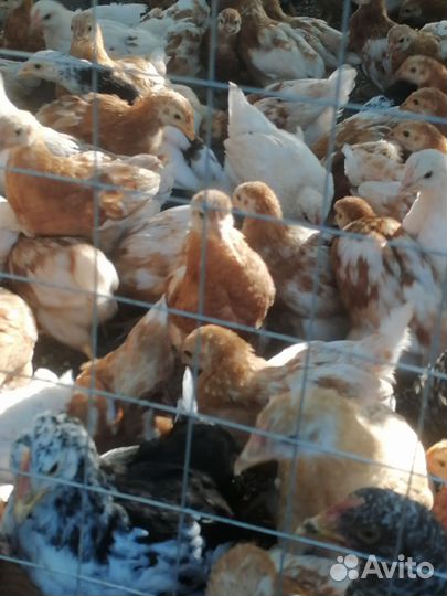 Куры цыплята
