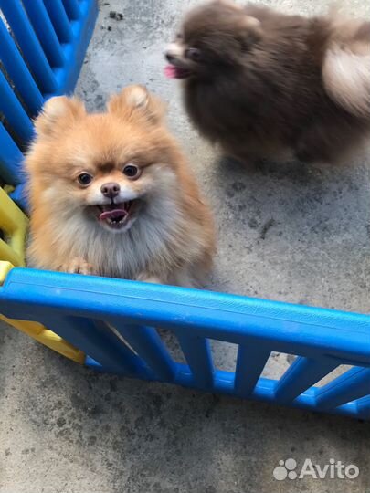 Помераночки шпицули редких окрасов