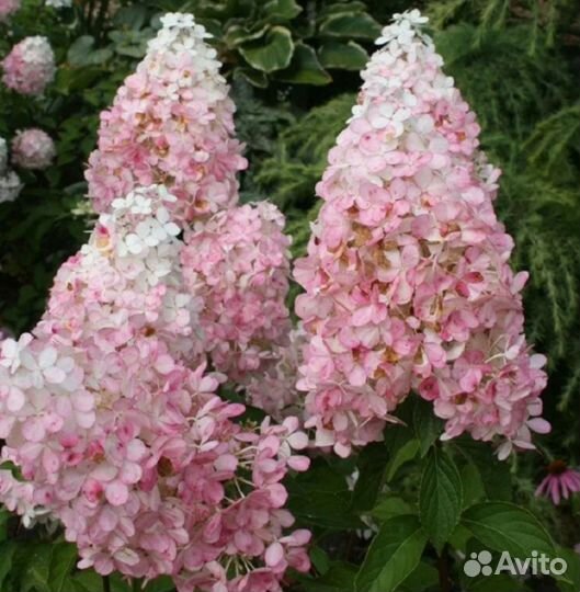 Гортензия метельчатая